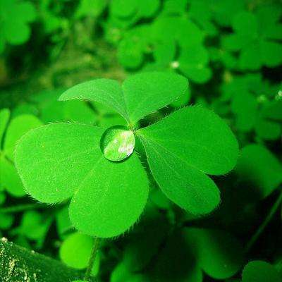 金星app安装下载官网